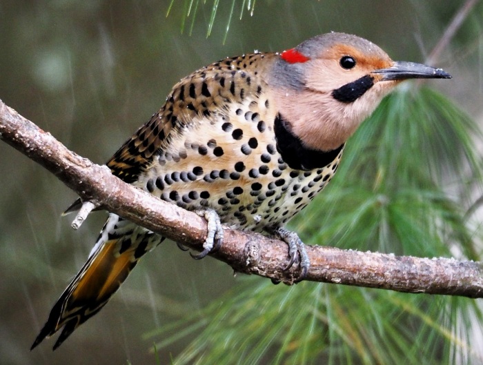 Northern Flicker