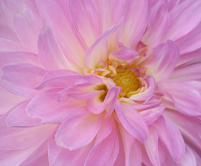 Pink Dahlia