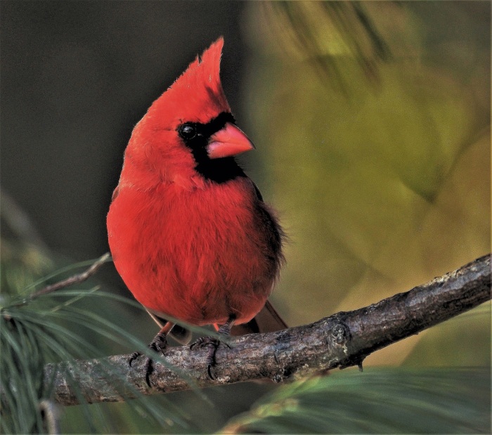 Northern Cardinal