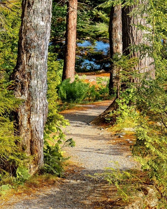 Path To The Lake