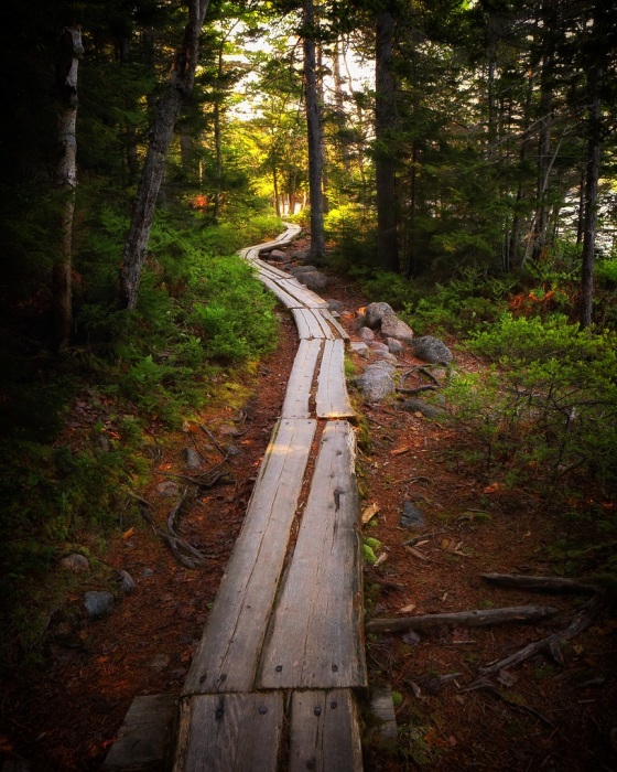 Journey Through the Wilderness
