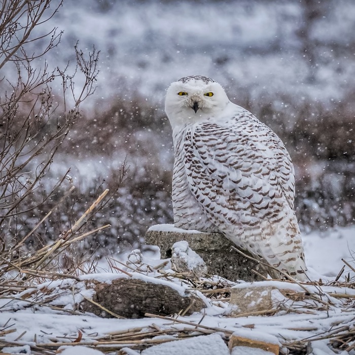 Snowy Owl