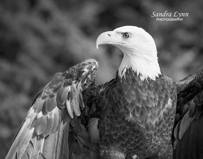 Regal Profile