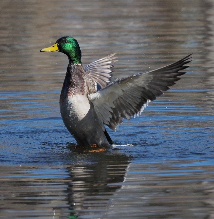 Duck Aerobics