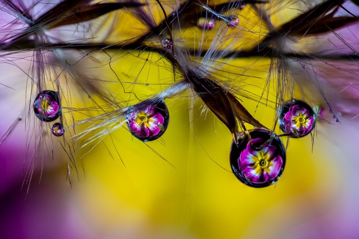 Primrose Droplets