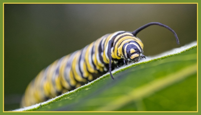 Hungry Caterpillar