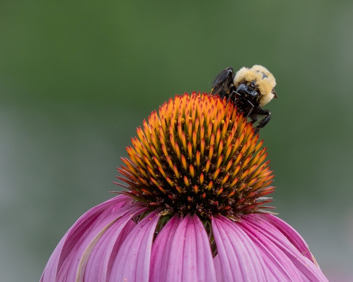 Bee
