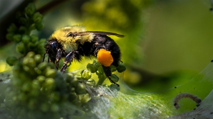 Harvesting