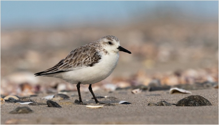 Beachcomber