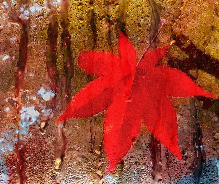 Wet Windshield