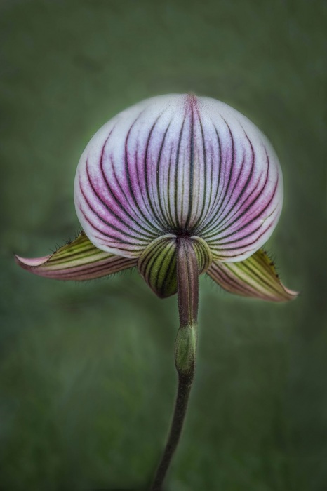 Pink Lady Slipper
