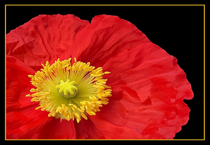 the fragile red poppy