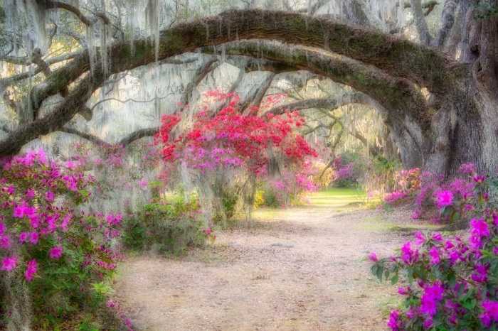 Garden in Golden Light