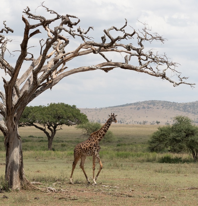 Under African Skies
