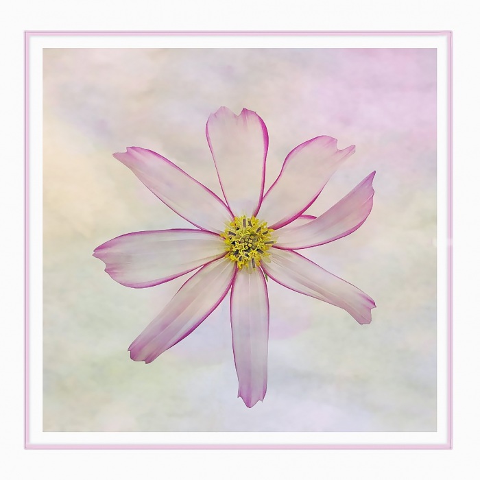 cosmos.JPG
