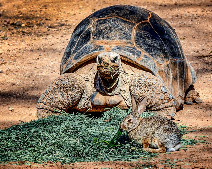 The Tortoise and The Hare