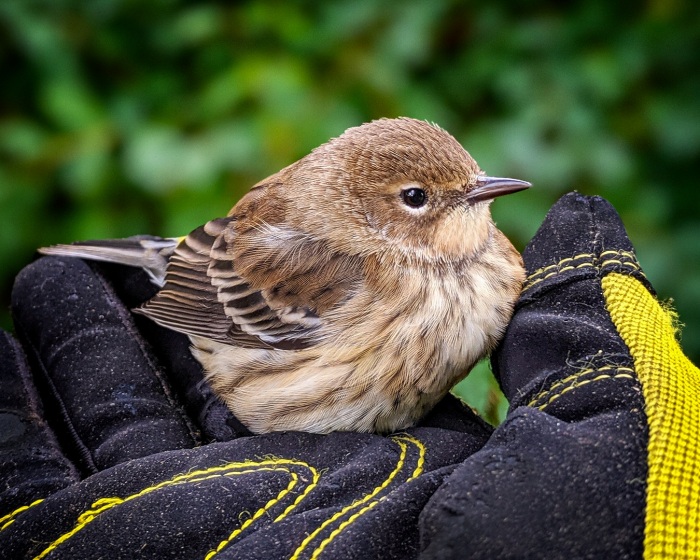 A Bird in the Hand is Worth a Photo