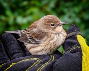 A Bird in the Hand is Worth a Photo