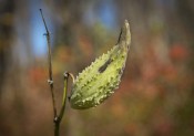 Milkweed Pod