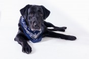 Cooper