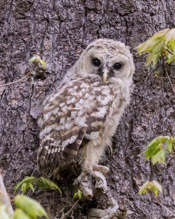 Baby Barred Owl