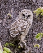 Baby Barred Owl