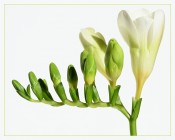 Freesia