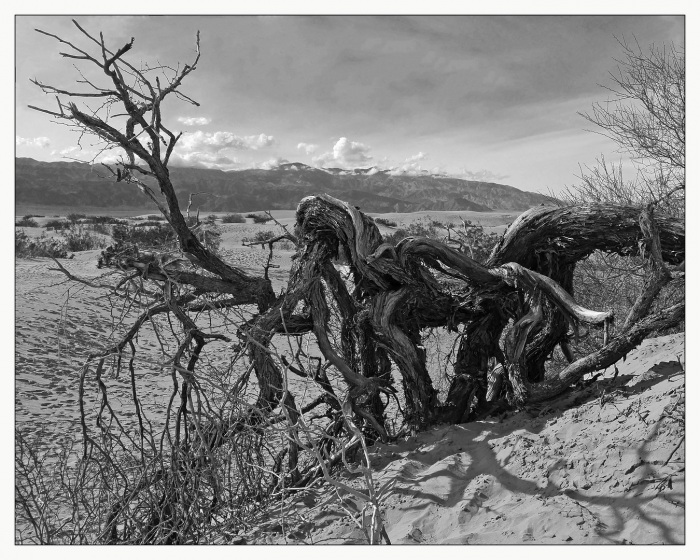 Death Valley Sentinel