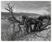 Death Valley Sentinel