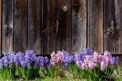 Spring Has Sprung