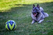 Baldur