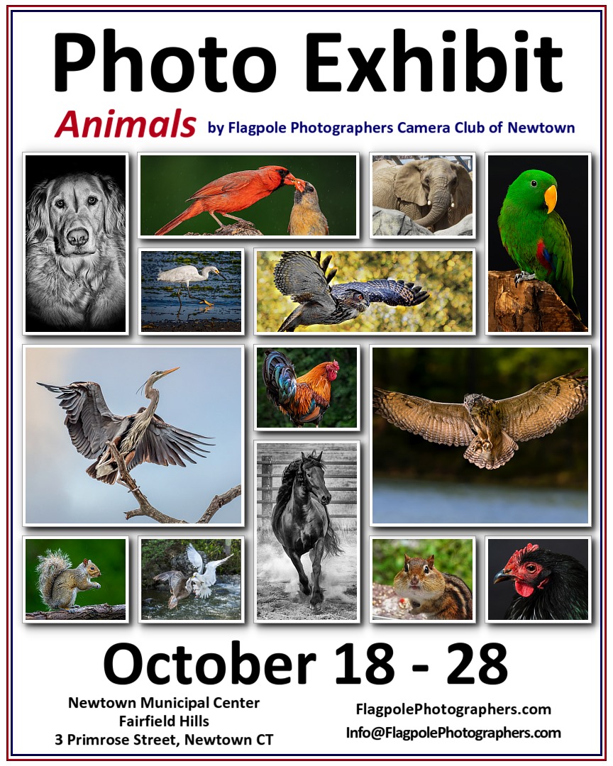 Flagpole Photographers Animals Photo Exhibit at Newtown Municipal Center – Flagpole Photographers Camera Club Flagpole Photographers Animals Photo Exhibit at Newtown Municipal Center – Flagpole Photographers Camera Club
